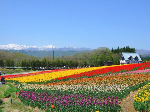 �h���C�u�ɍœK�I��i�̉Ԃ��炫�ւ�y���u�Ђ邪�̍��� �q�̗̂��v�̋L���T���l�C��