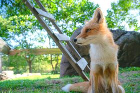 �k�C���Ȃ�ł́I�������L�^�L�c�l��^���`���E�ɂ��o��铮����3�I�̋L���T���l�C��