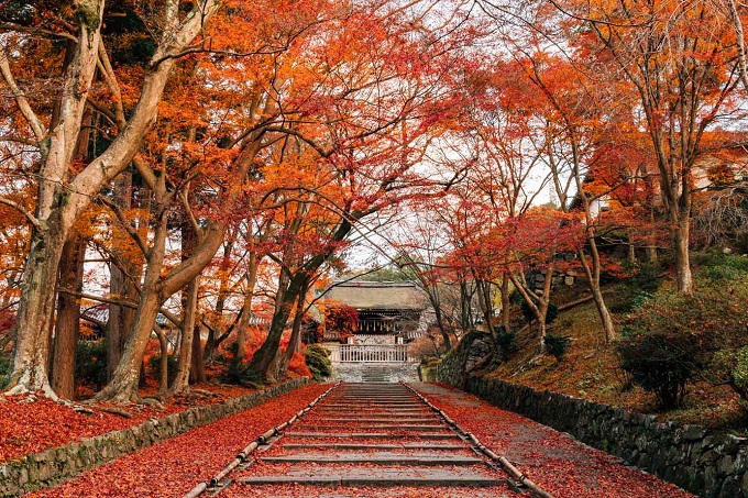 コースは2種類！京都の紅葉を満喫しよう
