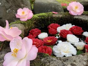 期間限定！京都「霊鑑寺」が春の特別拝観を開催