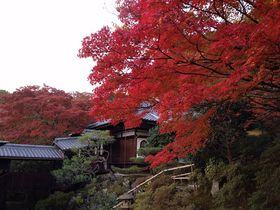 期間限定！京都「霊鑑寺」が秋の特別拝観を開催
