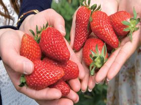 浜名湖でいちご狩り体験！「ホテルグリーンプラザ浜名湖」の特別プランのサムネイル
