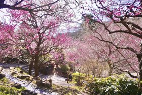 �~�܂�ƃR���{�I�M�C�̗��ق������ȓ��T�t���v�����̔̔����X�^�[�g�̋L���T���l�C��