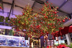 �c���[�V�����f���A�����o��I�uHANA�EBIYORI�̃N���X�}�X2025�v�̋L���T���l�C��