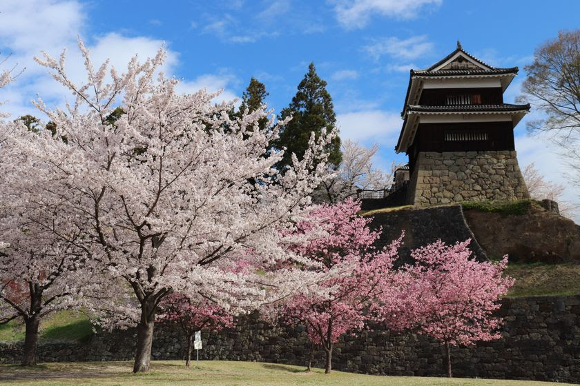 約1,000本の桜が咲き誇る！第23回上田城千本桜まつりは4月4日から