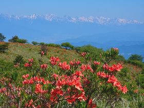 QccW̃V[YIE{b`֗Vтɍs