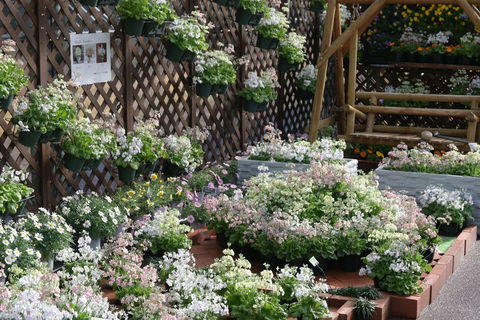 ���s�{���A�����ňꑫ�����t���I�uThe First Bloom �\�t���ǂ�1���̉ԁ\�v���J��