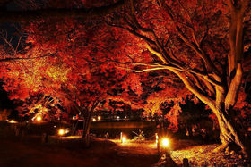 s{AŊJÁIu߂߂H̃{^jJK[fv̋LTlC