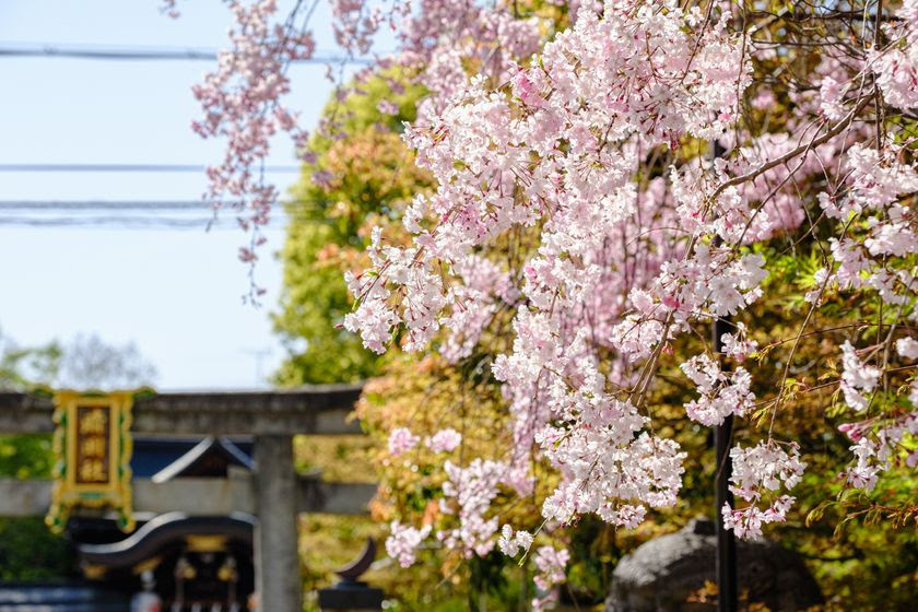 刺繍額　京都百景　鞍馬のさくら 季節限定！京都・晴明神社で「刺繍朱印【桜】」「さくら守」の授与が