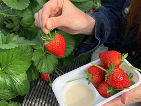 今年も開催！ブリリアントヴィレッジ日光「いちご狩り×グランピングBBQプラン」のサムネイル