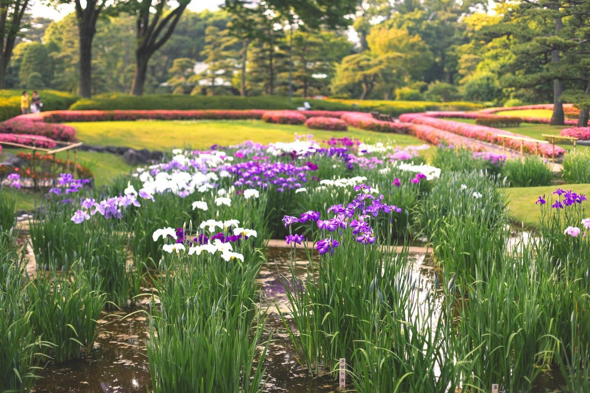 �]�ˎ���̋�C�����ɓ`���錩���Ȓ뉀�u�c�����䉑�v