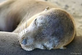 ̐QɖꂽIKpSX͎͂ōs΂ɂႤn[gtAChI̋LTlC