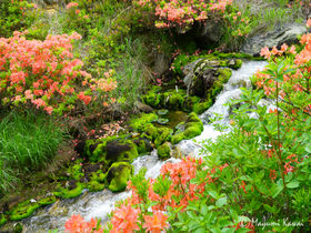 天然ビロード緑のじゅうたん！奥草津「チャツボミゴケ公園」の苔モフワールドがハンパない