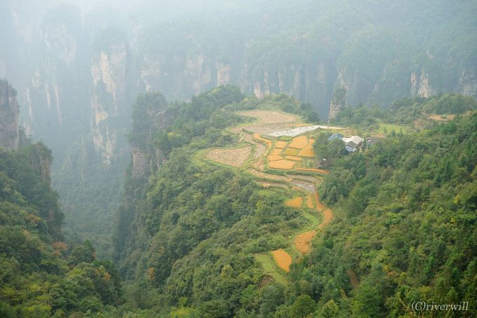 こんなところに空中田園 奇峰の仙境 武陵源の知られざる絶景スポット 中国 Lineトラベルjp 旅行ガイド