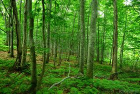 _RñIXXόX|bg10I LȐERY𖞋i̋LTlC