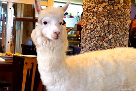 ��p�����A���p�J�J�t�F�I�uOia�Ɉ��|�p����فv�Ń��t����p���_�C�X�̋L���T���l�C��