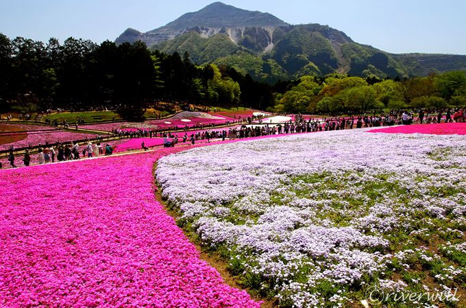 定峰 安い 峠 苔 アート