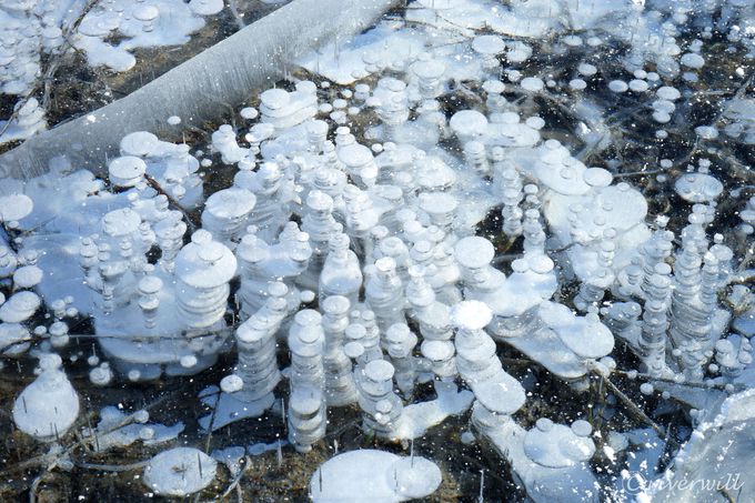 アイスバブルの聖地 カナダ アブラハムレイク で神秘の絶景 カナダ トラベルjp 旅行ガイド