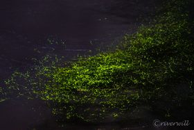 ܂ŃNX}Xc[ItBsE{z[Ńz^N[Y̋LTlC