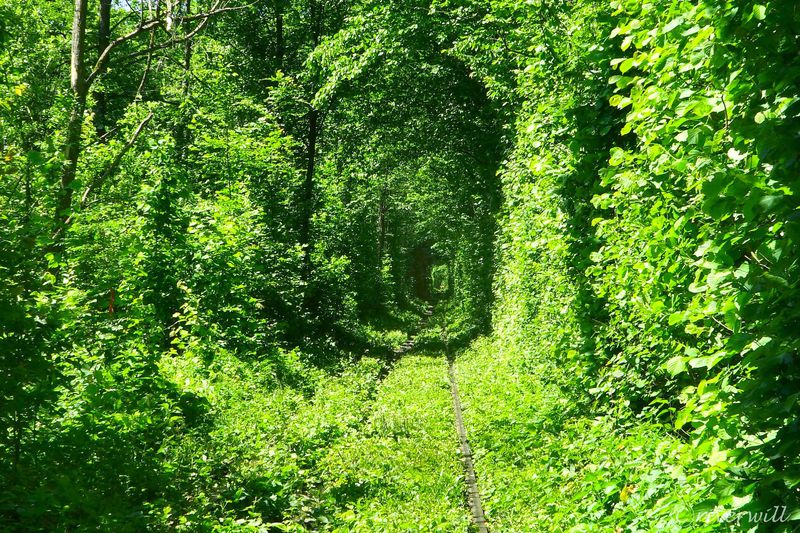 ウクライナの絶景「愛のトンネル」～緑に包まれた恋人たちの聖地