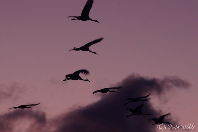 �[���̃^���`���E�V���G�b�g���������u�e�r�_��v