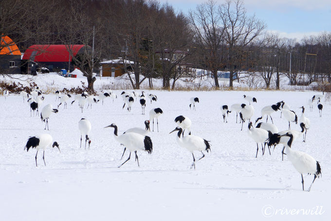 �^���`���E���a�̑������́u�ߌ���v