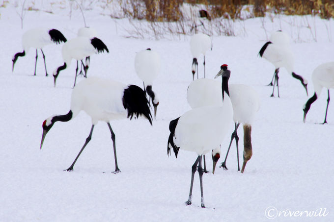 ��勋�a��̈�u�ߋ��E�ɓ��^���`���E�T���N�`���A���v