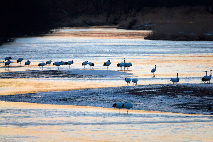 �^���`���E�����̂˂���𒼌��I�u���H���v