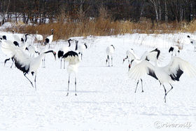 ؗȂ߂̕IkCߋ̓^`ETN`A̋LTlC