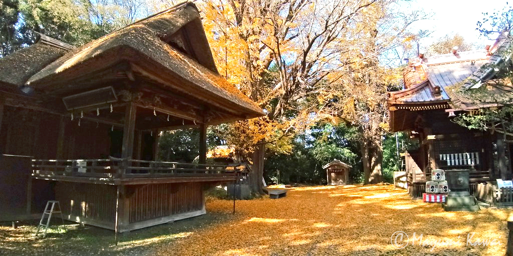 樹齢400年！絢爛豪華な大藤咲き誇る埼玉加須の玉敷神社 埼玉県 トラベルjp 旅行ガイド