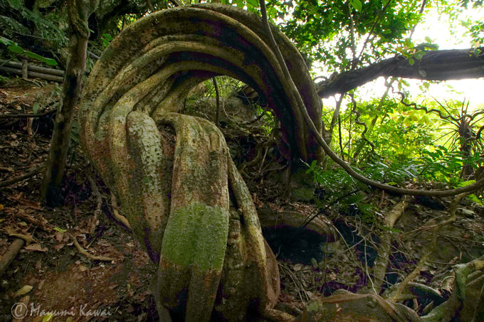 世界最大級のマメ科植物・モダマ自生地