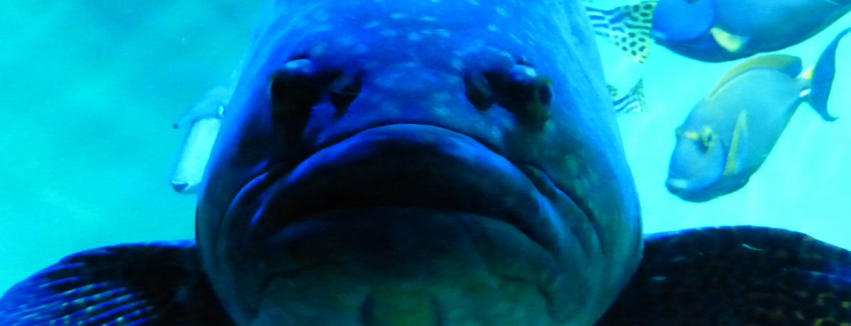 �����ő勉�̃y���M���W������I�����ՊC���������ʔ���