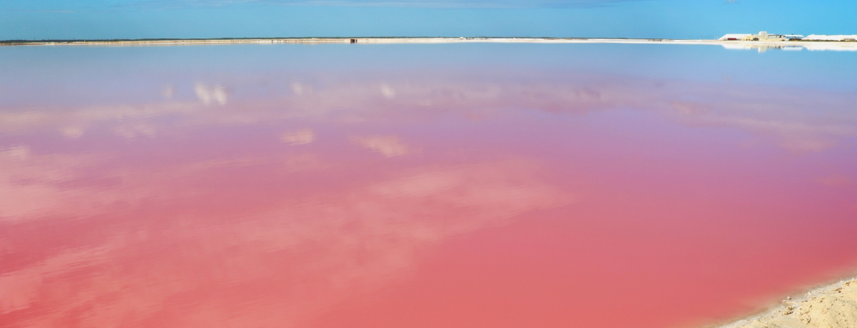 sNƐ̃RgXg▭ILVR̔鋫usNCNv