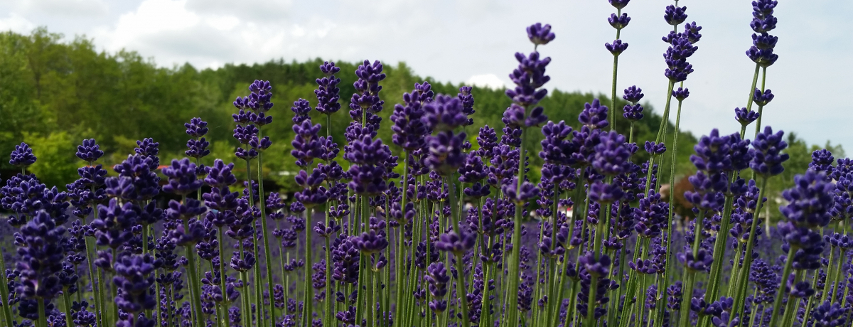 kC̃xXgV[ÝHړIʂɉI