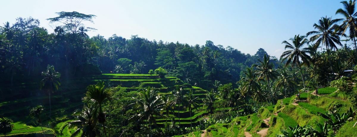 o̓r[`}bT[WȂI߂͒IcTCNO