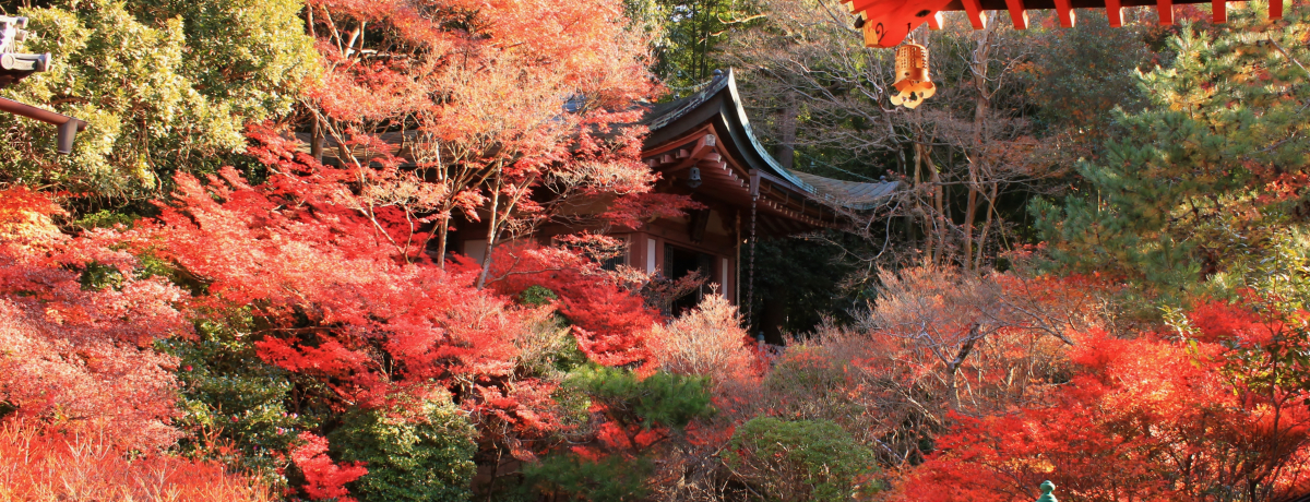 ���s�̐l�C�g�t�X�|�b�g�������悭����1��2�����f���R�[�X