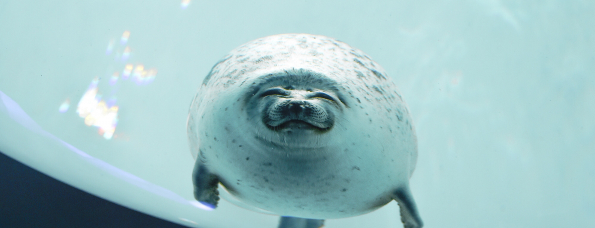 邾y݂ȂIuECVفv̂ق܂̖