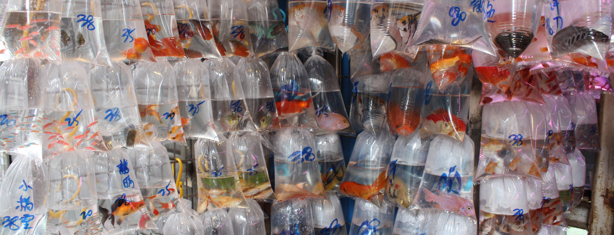 `Ep̖≮XUIXEԚГEo[hK[f