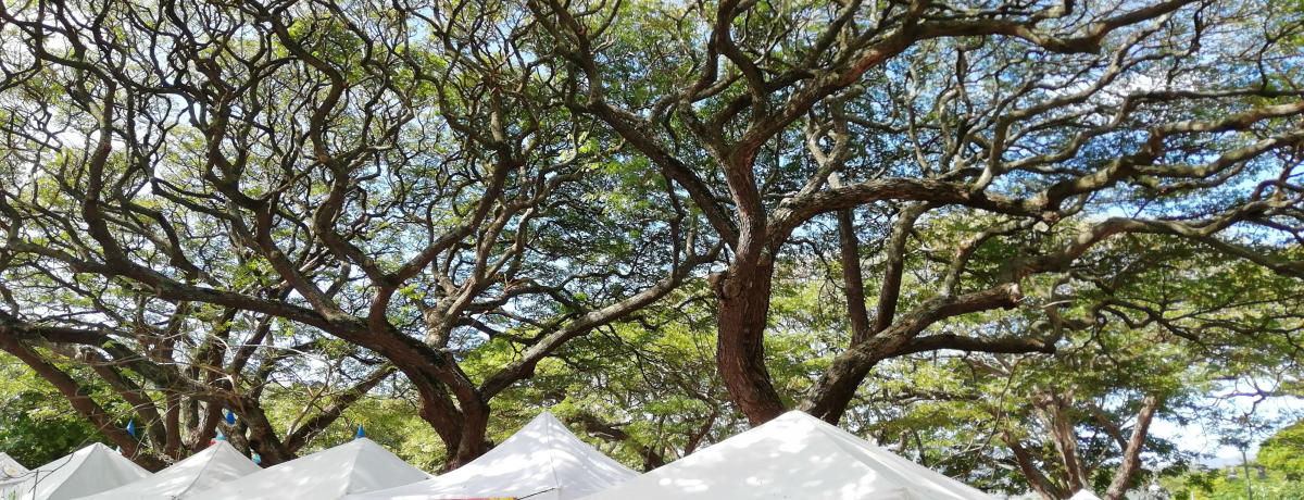 nYrȃGRX^CIzmߍxt@[}[Y}[Pbg5I