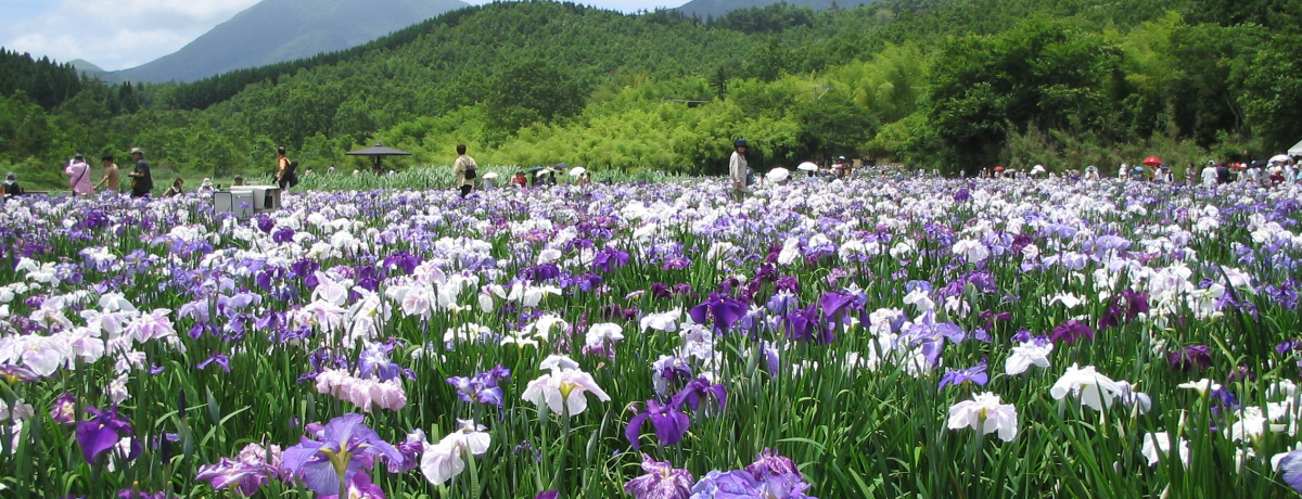 LȎRƉ򂪊uʕ{RnCLOR[Xv