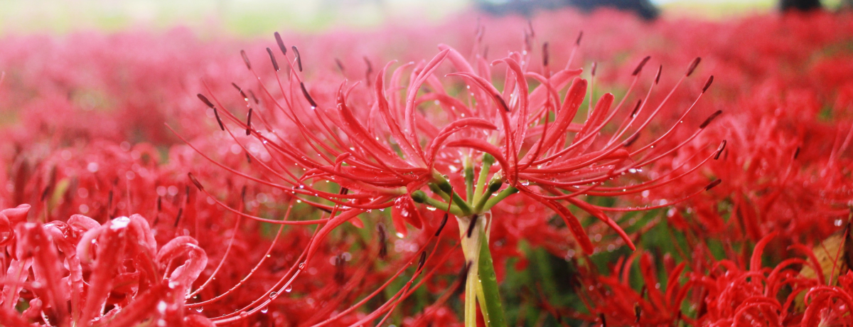 啪Ŕފ݉ԂςȂ|cucXÕv