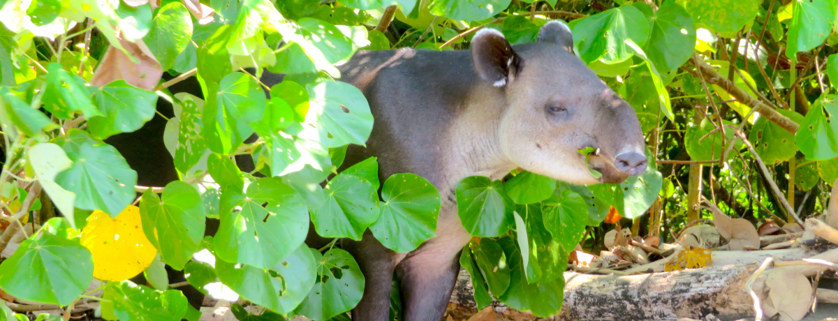 {[głsȂgRX^JŌ̔鋫hRRo[h