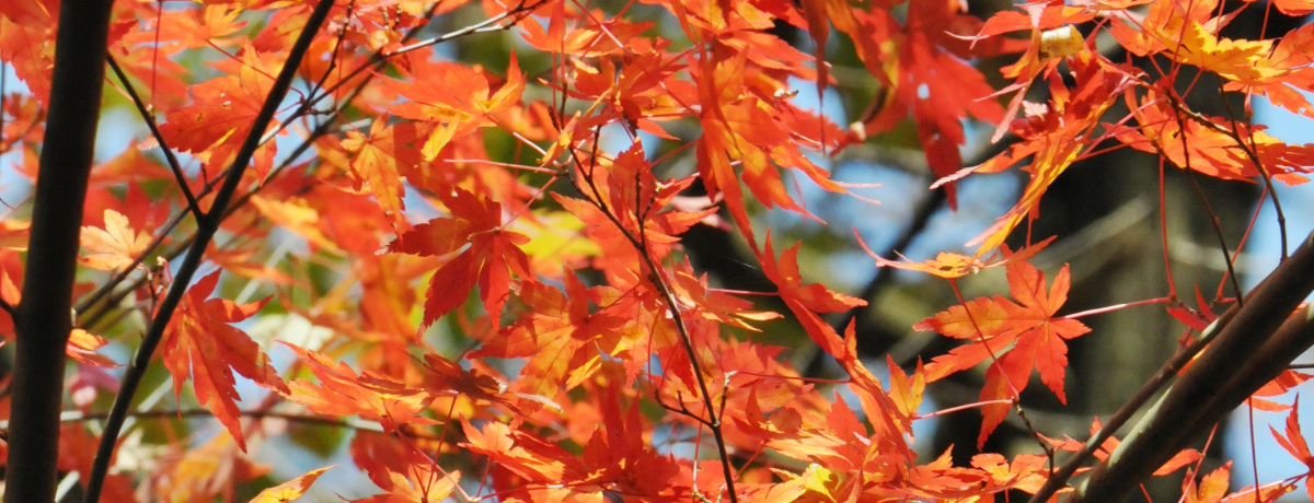 Ō̍gtuԊьkJv݂苴ɕԂ郂~WI