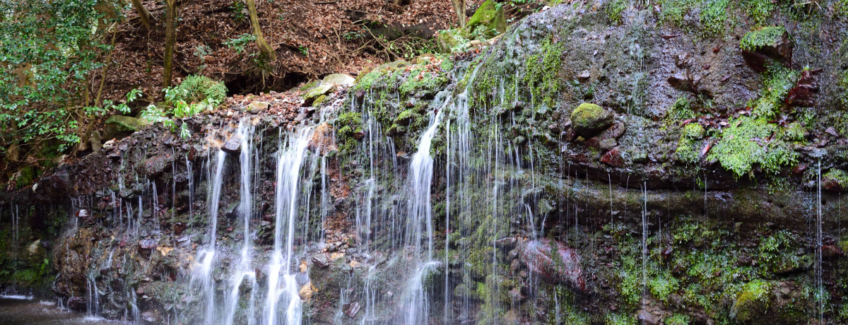 ������x���ӁA�R�E�΁E�ꂪ�y���߂���₵�̌���X�|�b�g