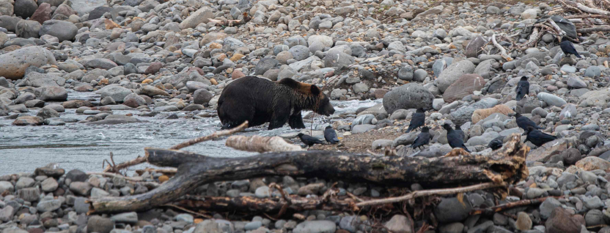 �������~�܂�Ȃ��I�k�C���m���E�E�g���̎��R�̊��X�|�b�g�܂Ƃ�