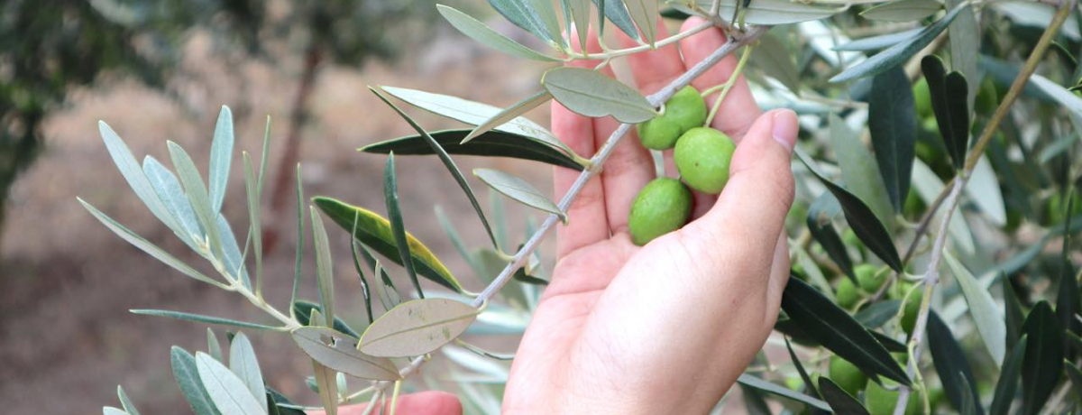 I[u_Ɓu㐽kvŃI[uňOɐ