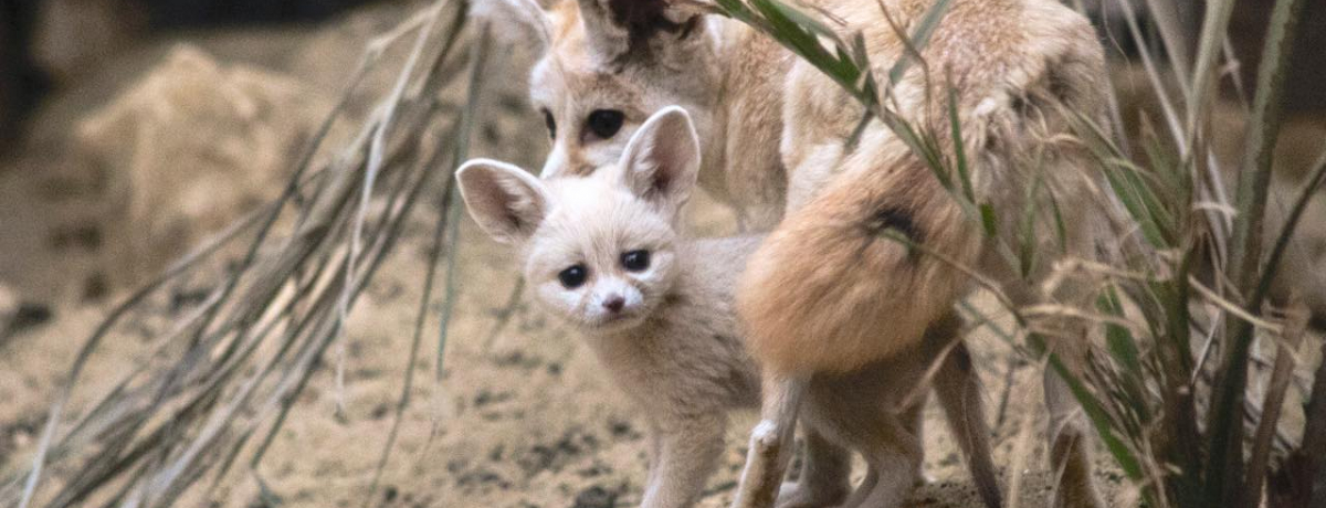 킫suANA}ӂ܁vJ20Ñj[AI