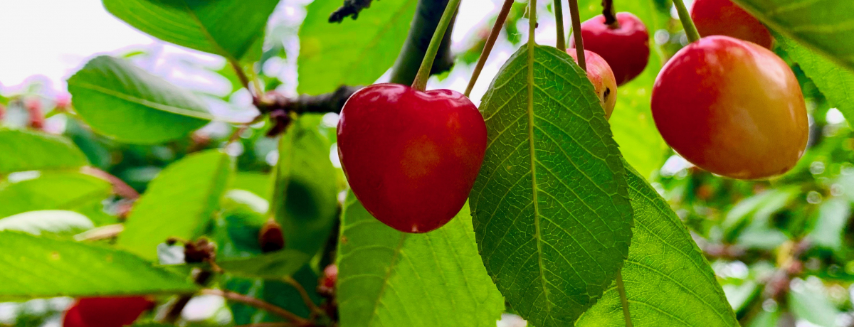 n[g`IkCłڎuƂ݂t[cK[fv