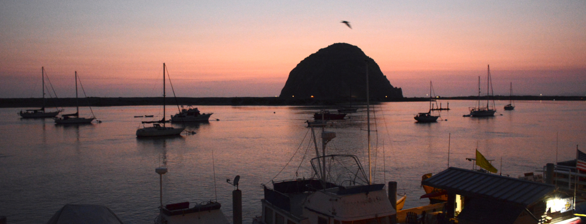 �J���t�H���j�A�̏����ȍ`���u�����x�C�v�łł���T�̑̌�