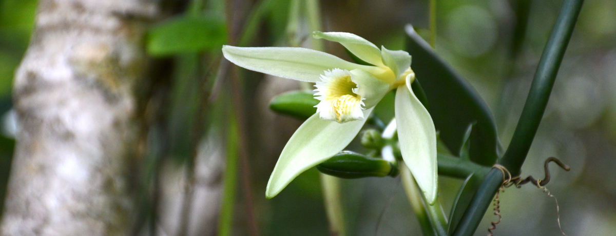 �ɏ�o�j�������܂��^�q�`�̏����ȓ��u�^�n�A���v